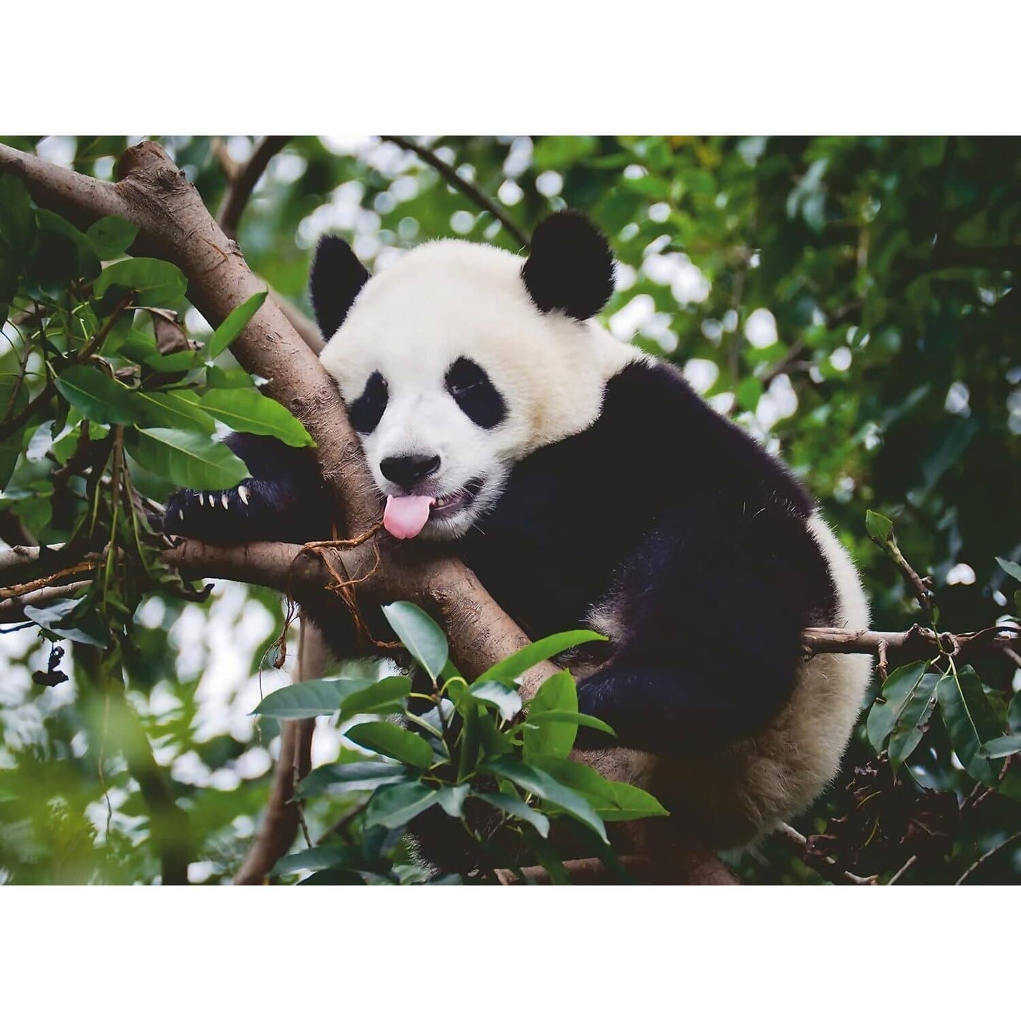Ravensburger - Panda Bear Jigsaw Puzzle 500 Pieces