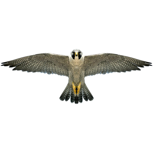 Brookite - Peregrine Falcon Fun Kite